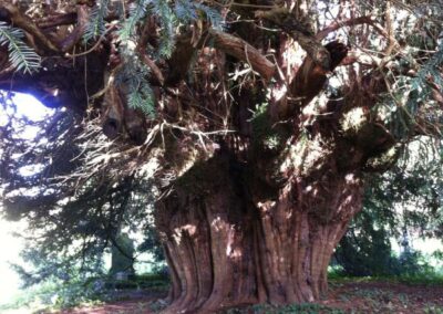 St Mays Cusop Ancient Yew Tree